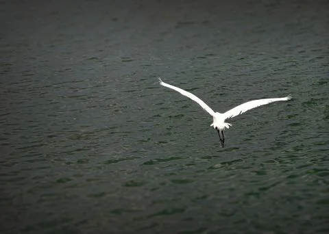 White Heron Over the Waters Stock Photos