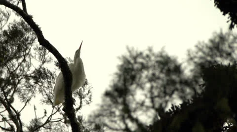 White Heron perched in tree. Stock Footage 22740522