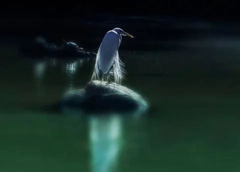 White heron Stock Photos