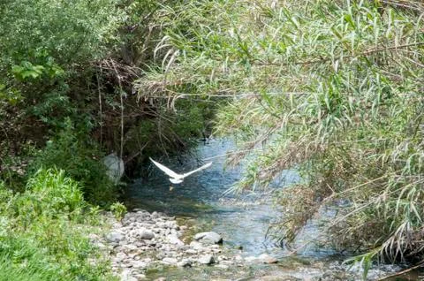 White heron Stock Photos