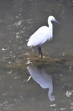 White heron Stock Photos