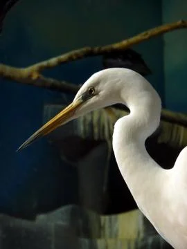 White heron Stock Photos