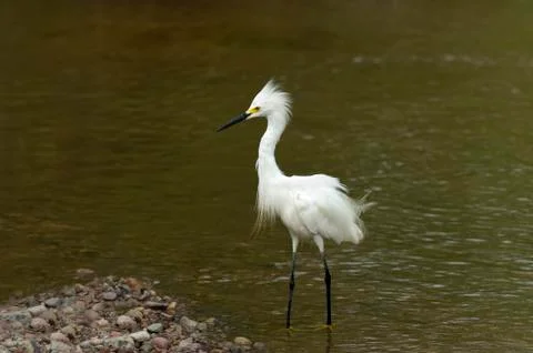 White Heron Stock Photos