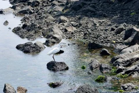 White heron Stock Photos