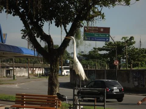 White Heron Photos