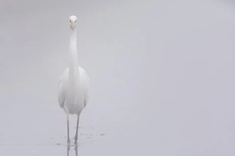 White heron Stock Photos