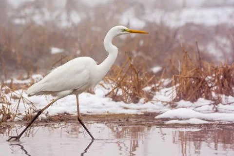White heron Stock Photos