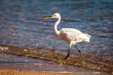 White heron Stock Photos