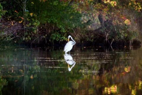 White heron Stock Photos
