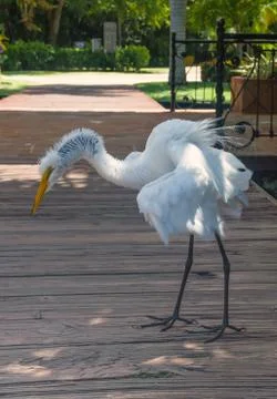 White heron Stock Photos