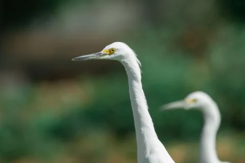 White heron Stock Photos