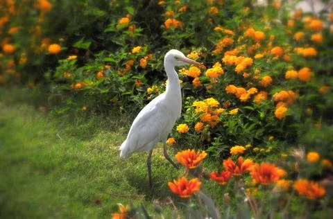 White heron Stock Photos