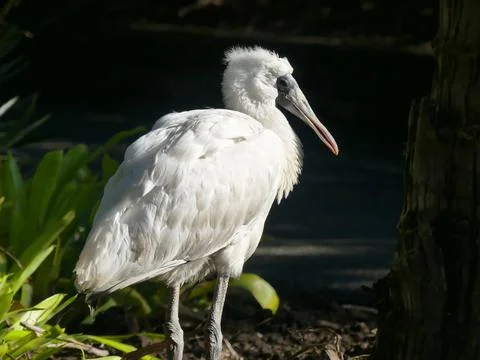 The white heron Stock Photos