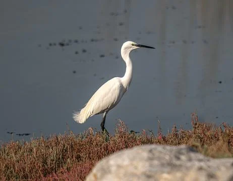 White Heron Stock Photos