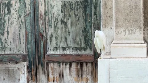 A white heron preens its feathers in Venice, Italy, Mediterranean Stock Footage 322579463