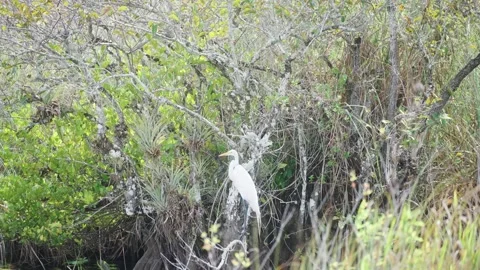 White Heron resting in a tree in the Florida Everglades Stock Footage 326067838