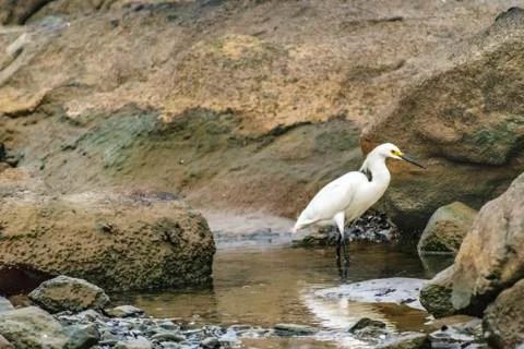 White Heron at Rocks Stock Photos