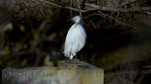 White Heron Scratches Stock Footage 1622944