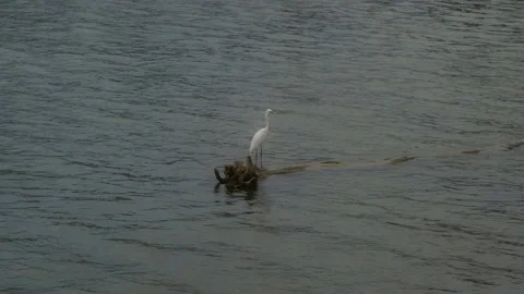 A white heron sits on an old tree flooded in the river and then flies away. Stock Footage 220673081