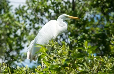 White heron sits on a tree (close-up) Stock Photos