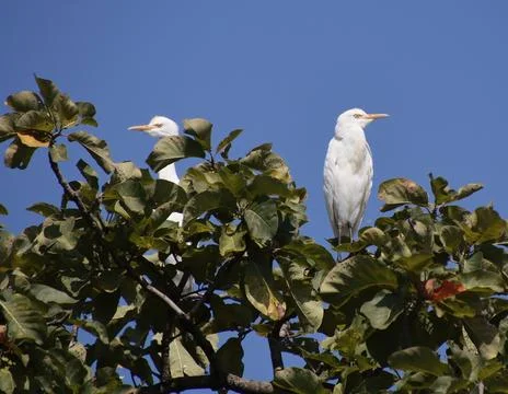 White heron sitting on tree and watching Stock Photos