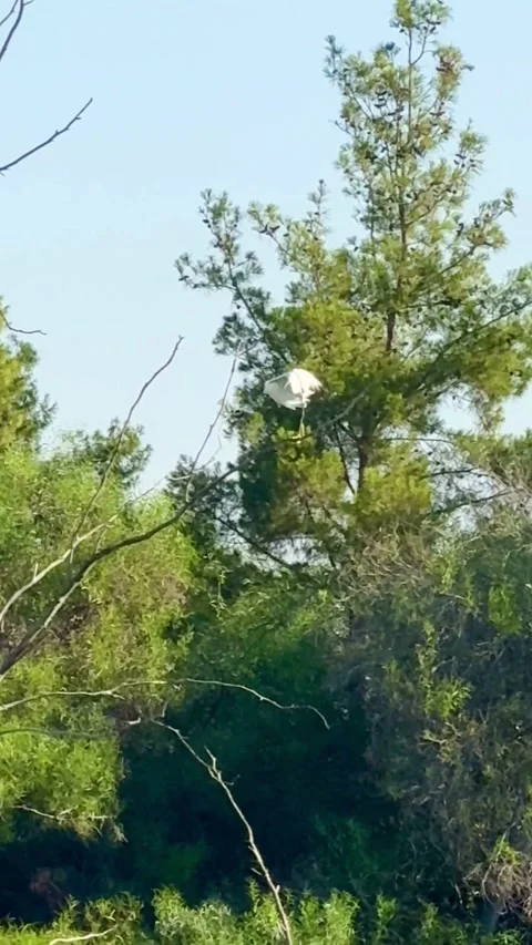 A white heron sitting on a tree branch outdoors 動画素材 334593275