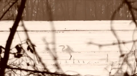 A white heron in the snow 스톡 동영상 33489047