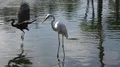 White heron standing close up in pool and looking for food 4k or 4k+ Resolution