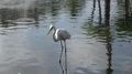 White heron standing close up in pool and looking for food 4k or 4k+ Resolution