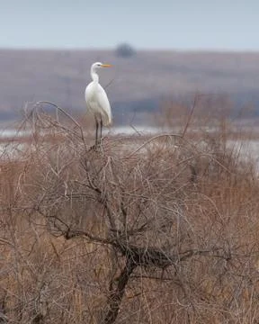 White heron standing on a leafless tree in Arogi, Rodopi, Greece during winte Stock Photos