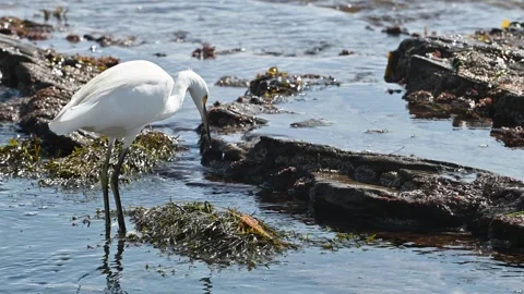 A white heron stands in shallow tidal waters among exposed rocks and seaweed Vídeos de archivo 334090134