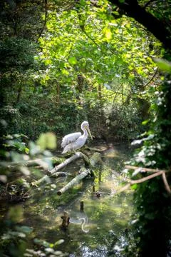 White Heron in a stream in the forest. Stock Photos