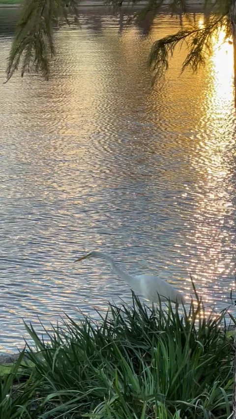 White heron by sunset next to a lake Stock Footage 337102399