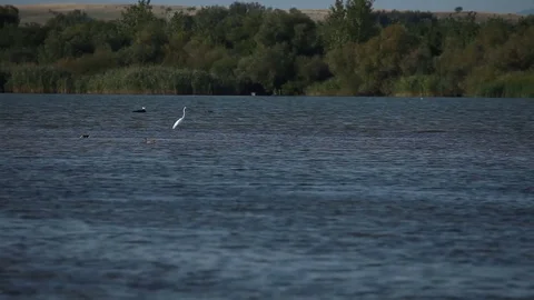 White heron in the swamp Video stock 80065111