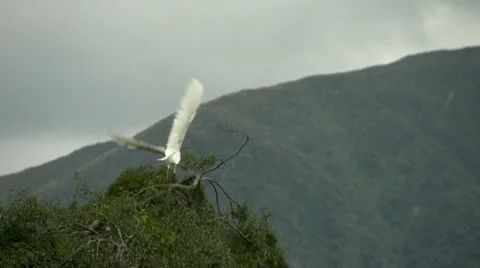 White Heron takes of from tree gracefully. Stock Footage 22737546