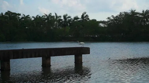 White Heron Taking Flight from the Edge of a Pier Stock Footage 293377385