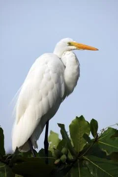 White Heron on a tree Stock Photos
