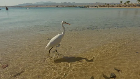 White Heron walking along shallow water of sandy beach on sunny day Stock Footage 294689252