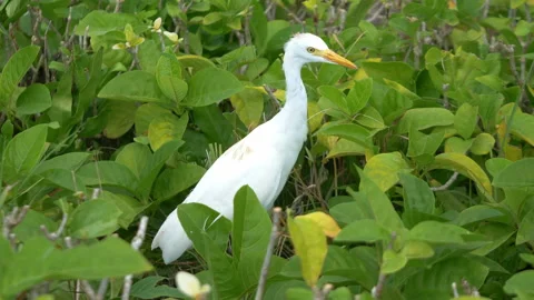 White heron walking in the high grass in 4K Slow motion Stock Footage 88305831