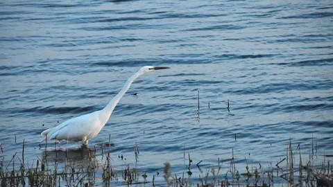 White heron walking on the lake Stock Footage 240417413