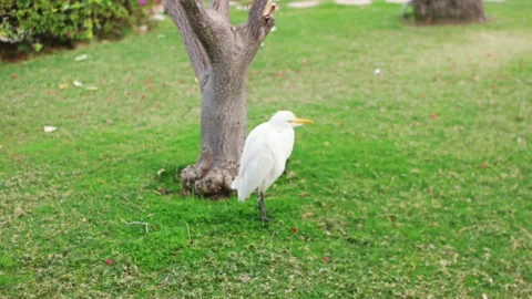 White heron walks on the grass Stock Footage 85813816