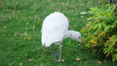 White heron walks on the grass Stock Footage 85813982