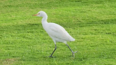 White heron walks on the green grass. Stock Footage 296509327