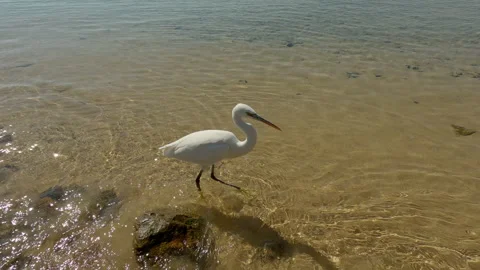 White Heron walks in sandy shallow water along rocky shore on sunny day Stock-Footage 332238796