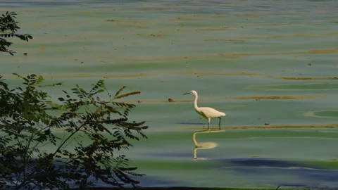 A white heron walks through the shallow waters of a swampy river in search of Stock Footage 248303136