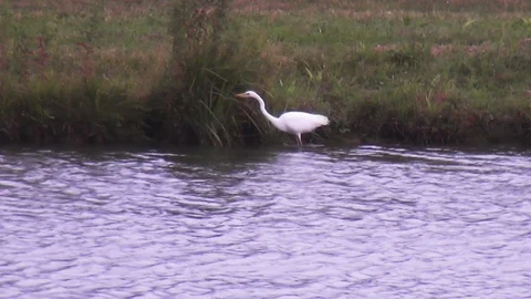 White heron in the water Stock Footage 118253526