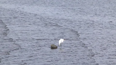 White heron in the waves Stock Footage 254995729
