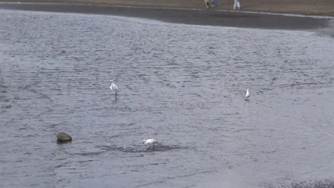 White heron in the waves Video stock 254995767