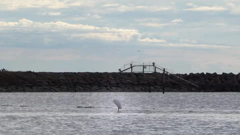 White heron in the waves Stock Footage 254995775