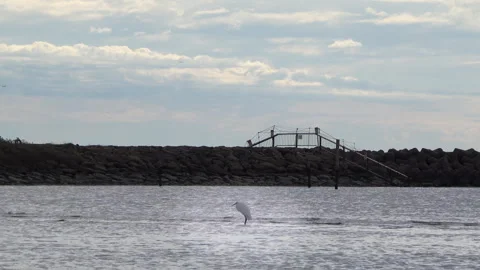 White heron in the waves Video stock 254995881